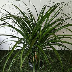 Red Ponytail Palm Red Ponytail Palm