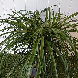 Red Ponytail Palm Red Ponytail Palm