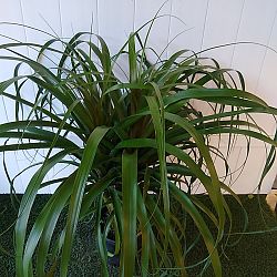 Red Ponytail Palm Red Ponytail Palm