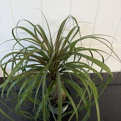 Red Ponytail Palm Red Ponytail Palm