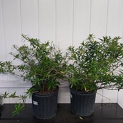 Dwarf Allamanda Dwarf Allamanda