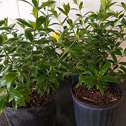 Dwarf Allamanda Dwarf Allamanda