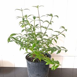 Dwarf Allamanda Dwarf Allamanda