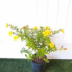 Dwarf Allamanda Dwarf Allamanda