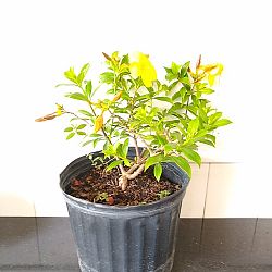 Dwarf Allamanda Dwarf Allamanda