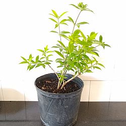 Dwarf Allamanda Dwarf Allamanda