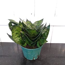 Sansevieria trifasciata 'Hahnii Green' Sansevieria trifasciata 'Hahnii Green'