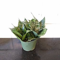 Sansevieria trifasciata 'Hahnii Green' Sansevieria trifasciata 'Hahnii Green'