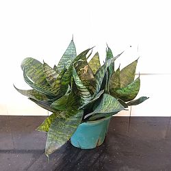 Sansevieria trifasciata 'Hahnii Green' Sansevieria trifasciata 'Hahnii Green'