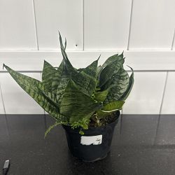 Sansevieria trifasciata 'Hahnii Green' Sansevieria trifasciata 'Hahnii Green'