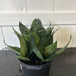 Sansevieria trifasciata 'Hahnii Green' Sansevieria trifasciata 'Hahnii Green'