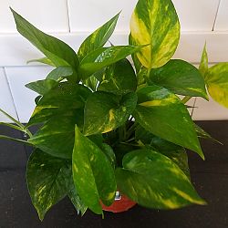 Golden Pothos Golden Pothos