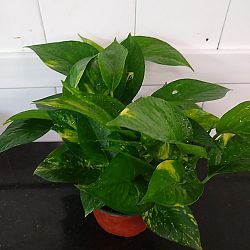 Golden Pothos Golden Pothos