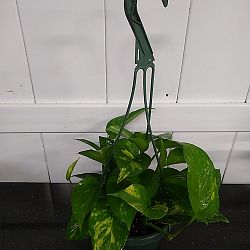 Golden Pothos Golden Pothos