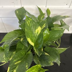 Golden Pothos Golden Pothos