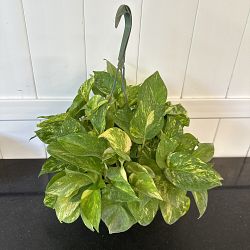 Golden Pothos Golden Pothos