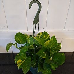 Golden Pothos Golden Pothos