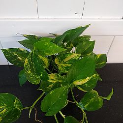 Golden Pothos Golden Pothos