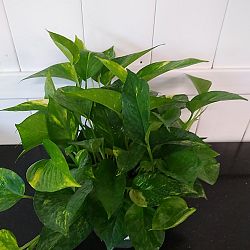 Golden Pothos Golden Pothos