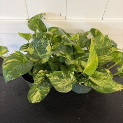 Golden Pothos Golden Pothos