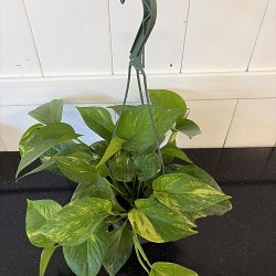 Golden Pothos Golden Pothos