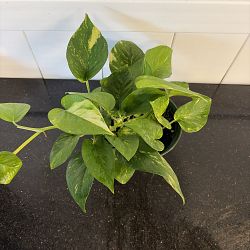 Golden Pothos Golden Pothos