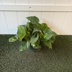 Golden Pothos Golden Pothos