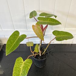 Philodendron 'Painted Lady' Philodendron 'Painted Lady'