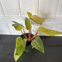 Philodendron 'Painted Lady' Philodendron 'Painted Lady'