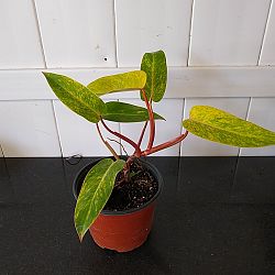 Philodendron 'Painted Lady' Philodendron 'Painted Lady'
