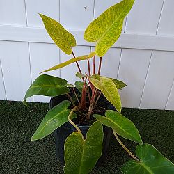 Philodendron 'Painted Lady' Philodendron 'Painted Lady'