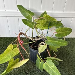 Philodendron 'Painted Lady' Philodendron 'Painted Lady'
