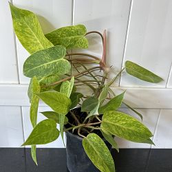 Philodendron 'Painted Lady' Philodendron 'Painted Lady'