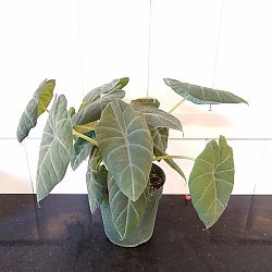 Alocasia maharani Alocasia maharani
