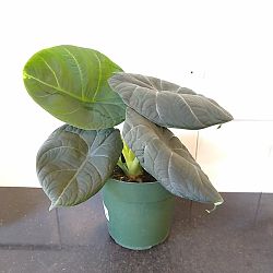 Alocasia maharani Alocasia maharani