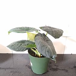 Alocasia maharani Alocasia maharani
