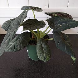 Alocasia maharani Alocasia maharani
