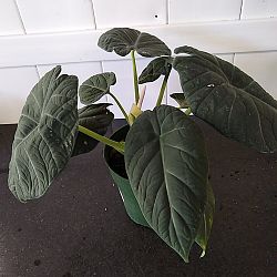 Alocasia maharani Alocasia maharani