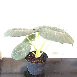Alocasia maharani Alocasia maharani
