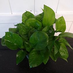 Jade Pothos Jade Pothos