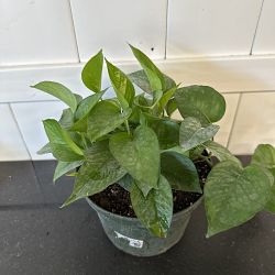 Jade Pothos Jade Pothos
