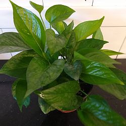 Jade Pothos Jade Pothos