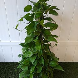 Jade Pothos Jade Pothos