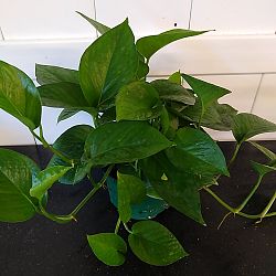 Jade Pothos Jade Pothos