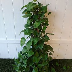 Jade Pothos Jade Pothos