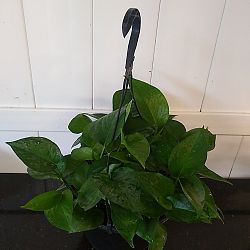 Jade Pothos Jade Pothos
