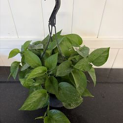 Jade Pothos Jade Pothos
