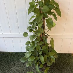 Jade Pothos Jade Pothos