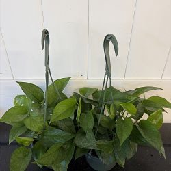 Jade Pothos Jade Pothos