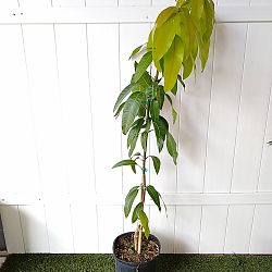 Valencia Pride Mango Valencia Pride Mango